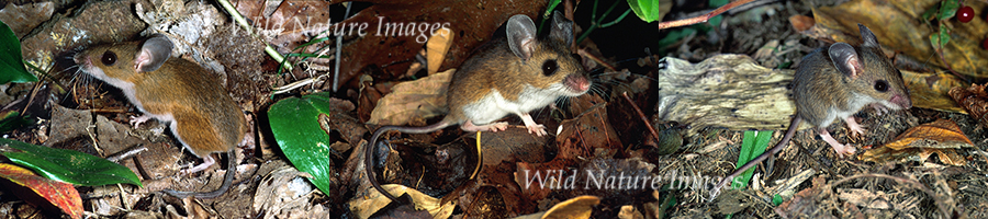 Peromyscus-leucopus-noveboracensis